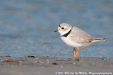 Piping PloverCharadrius melodus ssp.