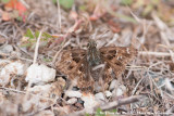 Mallow SkipperCarcharodus alceae alceae
