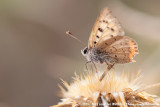 Small CopperLycaena phlaeas phlaeas