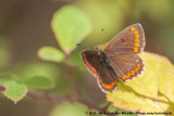 Brown ArgusAricia agestis agestis