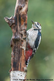 Great Spotted Woodpecker<br><i>Dendrocopos major pinetorum</i>