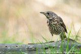 Song Thrush (Zanglijster)