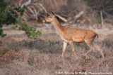 Red Deer<br><i>Cervus elaphus elaphus</i>