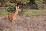 Red Deer<br><i>Cervus elaphus elaphus</i>