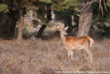Red Deer<br><i>Cervus elaphus elaphus</i>