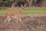 Red Deer<br><i>Cervus elaphus elaphus</i>