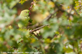 Rose-Ringed Parakeet<br><i>Psittacula krameri ssp.</i>