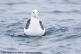 Black-Browed Albatross<br><i>Thalassarche melanophris</i>