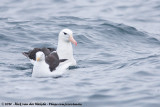 Black-Browed Albatross<br><i>Thalassarche melanophris</i>