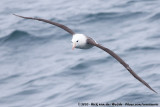 Black-Browed Albatross<br><i>Thalassarche melanophris</i>
