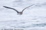 Pink-Footed Shearwater<br><i>Ardenna creatopus</i>