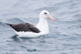 Black-Browed Albatross<br><i>Thalassarche melanophris</i>