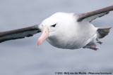 Black-Browed Albatross<br><i>Thalassarche melanophris</i>