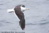 Kelp Gull<br><i>Larus dominicanus dominicanus</i>