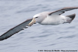 Salvins Albatross<br><i>Thalassarche salvini</i>