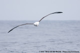 Northern Royal Albatross<br><i>Diomedea sanfordi</i>