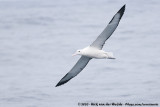 Northern Royal Albatross<br><i>Diomedea sanfordi</i>