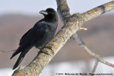 Large-Billed Crow<br><i>Corvus macrorhynchos japonensis</i>