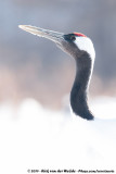 Red-Crowned Crane<br><i>Grus japonensis</i>