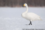 Whooper Swan<br><i>Cygnus cygnus</i>