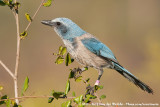 Florida Scrub JayAphelocoma coerulescens