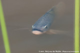 Blue Tilapia<br><i>Oreochromis aureus</i>