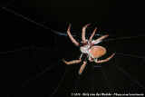 Tropical OrbweaverEriophora ravilla
