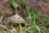 Black-Tipped Ptichodis Moth<br><i>Ptichodis vinculum</i>