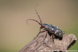 Pine Sawyer Beetle<br><i>Monochamus galloprovincialis galloprovincialis</i>