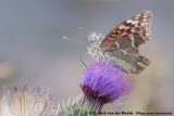 Cardinal<br><i>Argynnis pandora cyrnea</i>