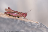 Common Field Grasshopper<br><i>Chorthippus brunneus brunneus</i>