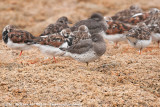 Surfbird<br><i>Calidris virgata</i>