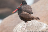 Blackish Oystercatcher<br><i>Haematopus ater</i>