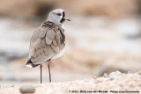 Southern Lapwing<br><i>Vanellus chilensis chilensis</i>
