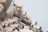 Red-Legged Cormorant<br><i>Poikilocarbo gaimardi</i>