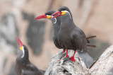Inca TernLarosterna inca