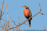 Long-Tailed Meadowlark<br><i>Leistes loyca loyca</i>