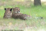 CheetahAcinonyx jubatus jubatus