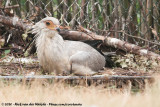 Secretary BirdSagittarius serpentarius