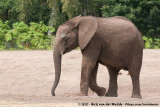 African Bush ElephantLoxodonta africana