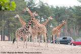 NL: Hilvarenbeek - Safaripark Beekse Bergen