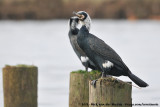 Great Cormorant<br><i>Phalacrocorax carbo hanedae</i>