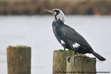 Great Cormorant<br><i>Phalacrocorax carbo hanedae</i>