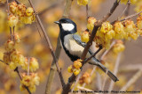 Japanese TitParus minor minor