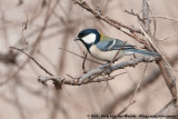 Japanese TitParus minor minor