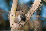 Eastern Grey Squirrel<br><i>Sciurus carolinensis extimus</i>