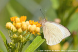 Great Southern White<br><i>Ascia monuste monuste</i>