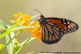 American Monarch<br><i>Danaus plexippus megalippe</i>