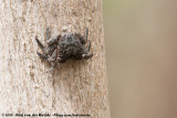 Mangrove Tree Crab<br><i>Aratus pisonii</i>