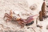 Atlantic Sand Fiddler Crab<br><i>Leptuca pugilator</i>